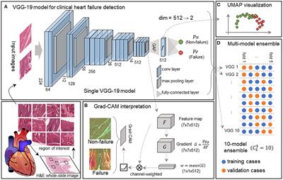 Deep Neural Network-Aided Histopathological Analysis of Myocardial Injury